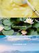 Парфумований спрей VICTORIA'S SECRET Lotus Cloud Fragrance Mist 426626QA8-OS фото 2